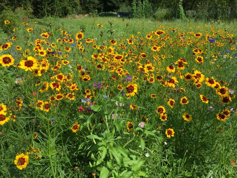 Meadow with annual flowers