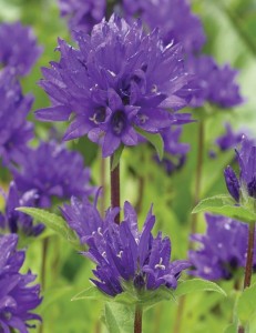 Campanula glomerata 'Dahurica' - zvončnica
