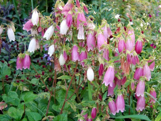 Campanula punctata f. rubriflora - zvončnica