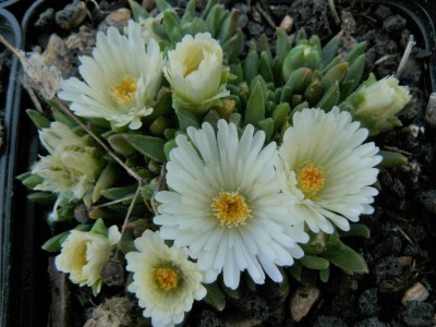 Delosperma congestum 'Album' - delosperma