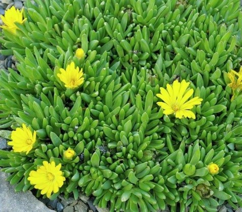 Delosperma congestum 'Gold Nugget' - delosperma