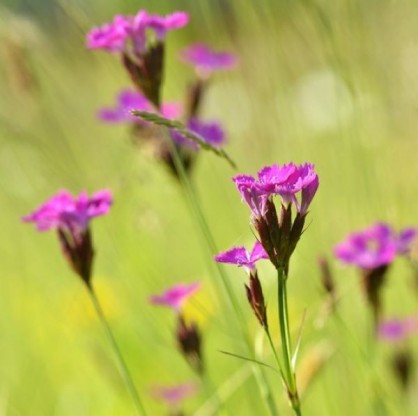 Dianthus carthusianorum - navadni klinček