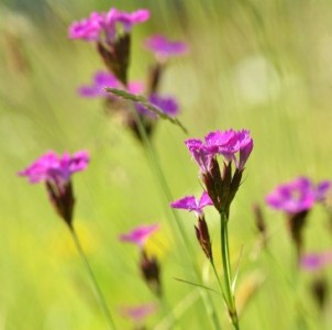 Dianthus carthusianorum - navadni klinček