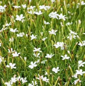Dianthus deltoides 'Albus' - nagelj
