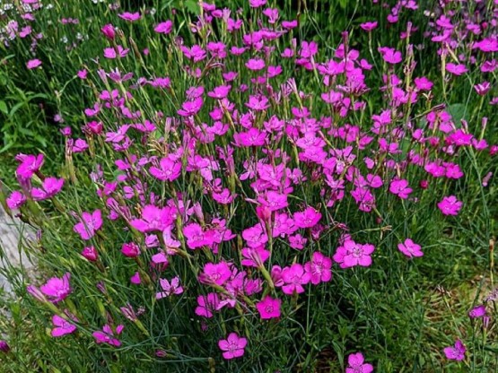Dianthus deltoides 'Roseus' - nagelj