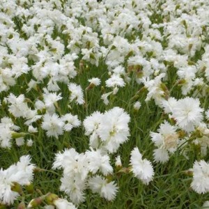 Dianthus plumarius 'Albus Plenus' - nagelj