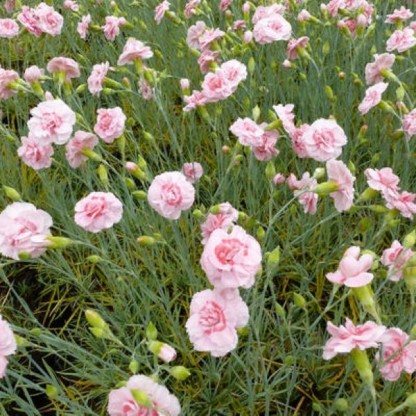 Dianthus plumarius 'Doris' - nagelj