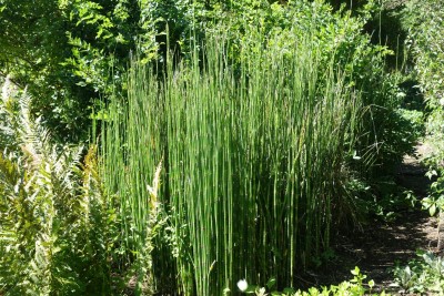 Equisetum hyemale - preslica