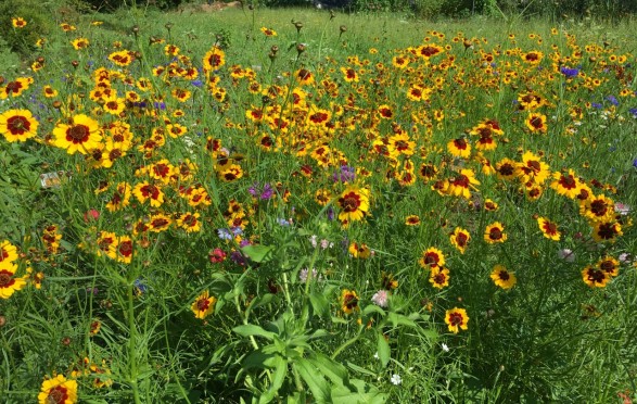 Meadow with annual flowers