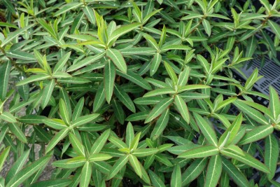 Euphorbia cornigera 'Goldener Turm' - mleček