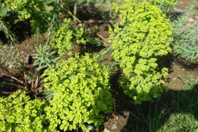 Euphorbia segueriana ssp. niciciana - mleček