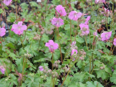 Geranium cantabrigiense  'Berggarten' - krvomočnica