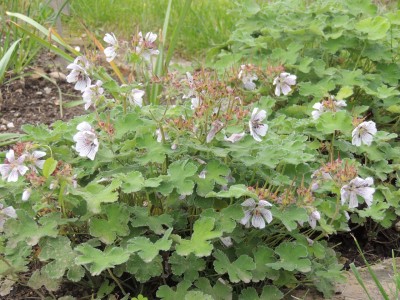 Geranium renardi - krvomočnica
