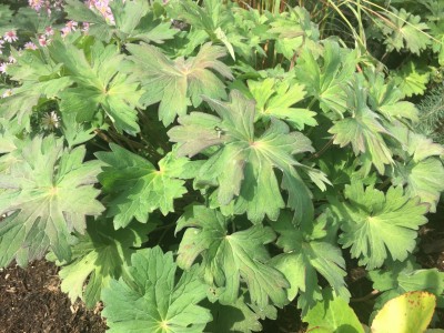 Geranium wlassovianum - krvomočnica