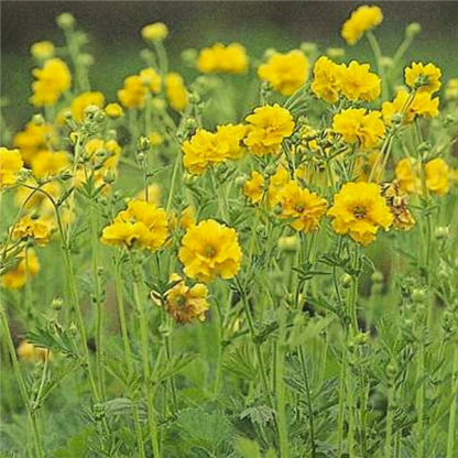 Geum 'Goldball' - sretena