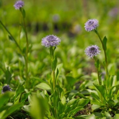 Globularia elongata - mračica