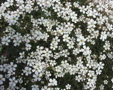 Gypsophilla repens 'Filou White' - pajčolanka