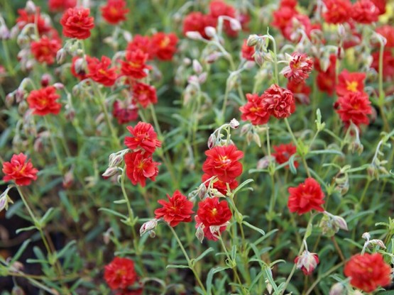 Helianthemum 'Amabile Plenum' - sončece