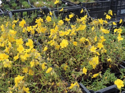 Helianthemum 'Sterntaler' - sončece