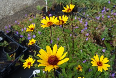 Heliopsis helianthoides 'Summer Nights' - sončno oko  heliopsis