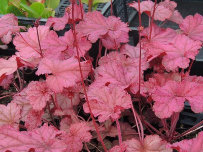 Heuchera 'Berry Smoothie' - ognjeni dež