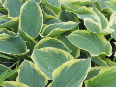 Hosta 'American Hallo' - hosta