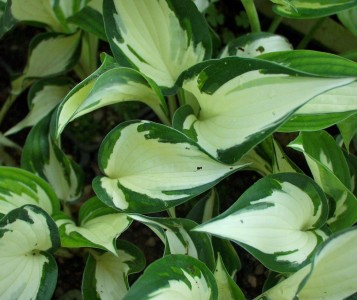 Hosta 'Fire and Ice' - hosta
