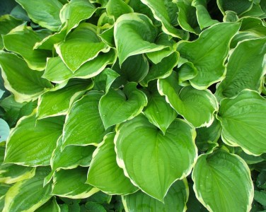 Hosta fortunei 'Summer Fragrance' - hosta