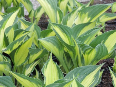 Hosta fortunei 'Whirlwind' - hosta