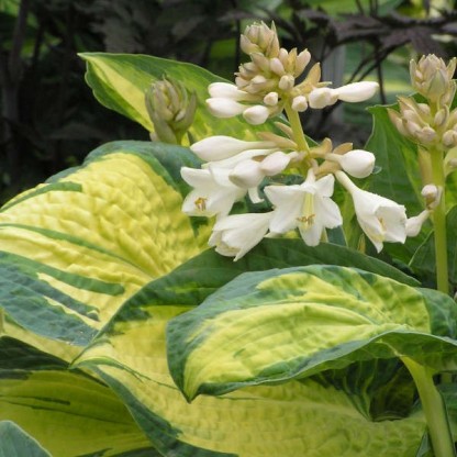 Hosta 'Great Expectation' - hosta