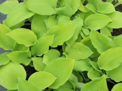 Hosta 'Guacamole' - hosta