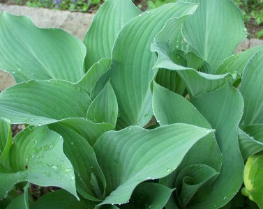 Hosta 'Krossa Regal' - hosta