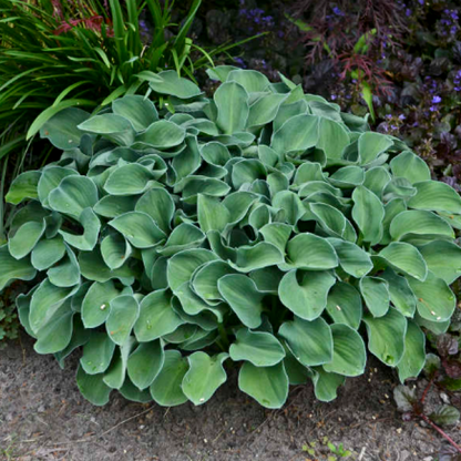 Hosta 'Mouse Ears' - hosta