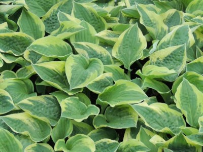 Hosta 'Pilgrim' - hosta