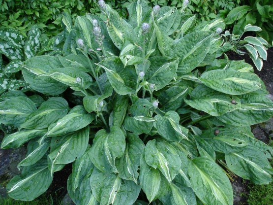 Hosta 'Striptease' - hosta