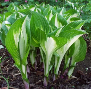 Hosta undulata 'Univittata' - hosta