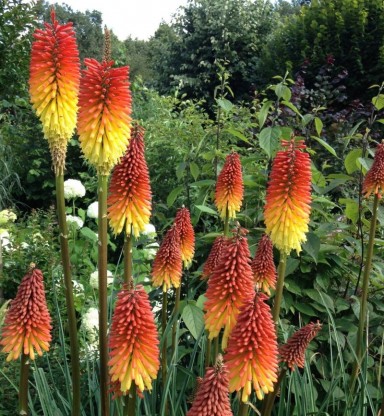 Kniphofia uvaria 'Grandiflora' - bakljasta lilija