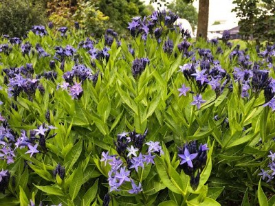 Amsonia orientalis 'Blue Ice' - vrbica