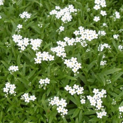 Myosotis palustris 'Alba' - spominčica