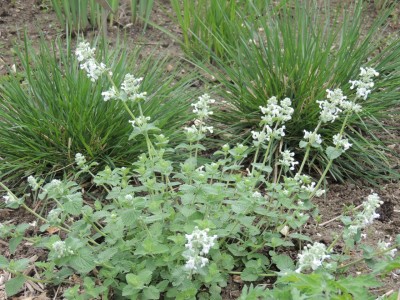 Nepeta racemosa 'Alba' - mačja meta