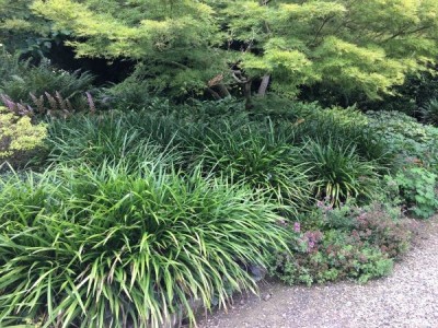 Ophiopogon planiscapus - kačja brada