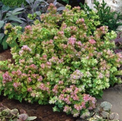 Origanum 'Dingle Fairy' - dobra misel