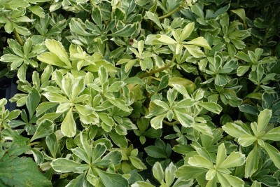 Pachysandra terminalis 'Variegata' - debelačka
