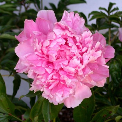 Paeonia lactiflora 'Dr. Alexander Fleming'' - potonika