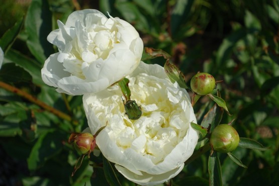 Paeonia lactiflora 'Duchesse de Nemours'' - potonika