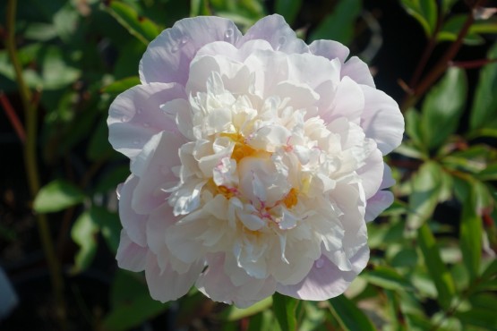 Paeonia lactiflora 'Lady Alexandra Duff' - potonika