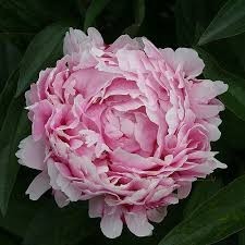Paeonia lactiflora 'Lady Alexandra Duff' - potonika