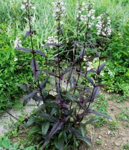 Penstemon digitalis 'Husker's Red' - penstemon