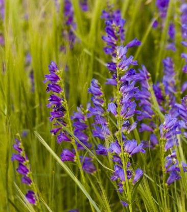 Penstemon strictus - penstemon
