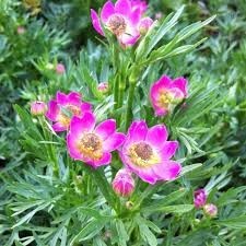 Anemone multifida 'Rubra' - vetrnica  anemona